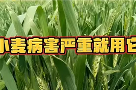 小麦纹枯病叶枯病的克星，农药中的神奇组合，喷一次彻底根除视频封面