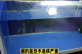 鱼缸出现轻微漏水，三四小时漏掉四分之一，五分钟解决问题视频封面