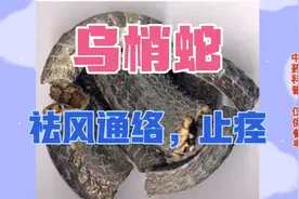 乌梢蛇，祛风通络止痉，用于风湿顽痹，肢体麻木拘挛中风口眼歪斜视频封面