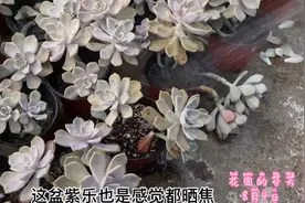 谁说夏天多肉断水保命，35度又晒又干，死伤那么多，赔我多肉！视频封面