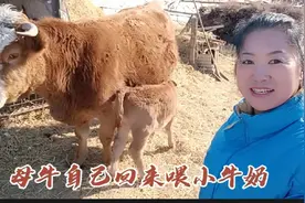 东北现在养牛赚钱吗？母牛一年一窝崽，这样精心喂养只赚不赔视频封面