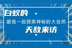白蚁王国蚁后正在产子它们的天敌穿山甲破坏它们蚁窝吃它们孩子视频封面
