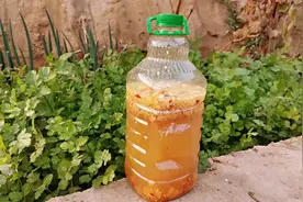 水果皮环保酵素的发酵方法，种菜养花的好肥料视频封面