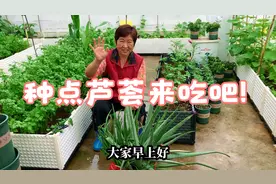老井的楼顶田园记：种可食用库拉索芦荟来吃，可以降血压防癌症！视频封面