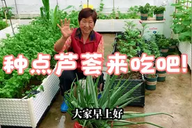 老井的楼顶田园记：种可食用库拉索芦荟来吃，可以降血压防癌症！视频封面