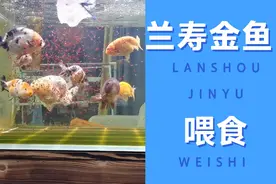 谈一谈用红虫作为饲料喂食兰寿金鱼的注意事项及方法视频封面
