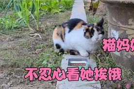 流浪猫妈妈总咬人凶人 我们下决心不喂它 可是总是不忍心视频封面