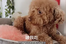 泰迪狗被惯成这样，非得让主人喂狗粮吃，真把自己当小孩了视频封面