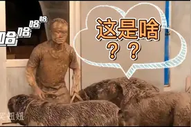 主人不在家，监控拍下俩狗狗的神举动，网友直呼：这是成精了吗😂视频封面