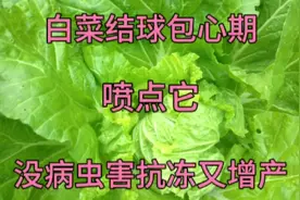 白菜结球包心期，用醋加点东西给它喷一喷，没病虫害抗冻又增产视频封面
