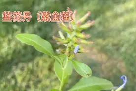 身边的草药（397），蓝花丹（紫金莲），行气活血止痛的草药视频封面