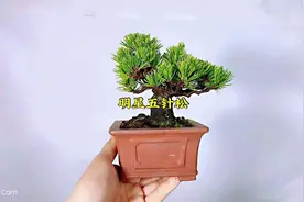 日本明星五针松微型盆景盆栽养护交流欣赏，家庭养花，养护知识视频封面