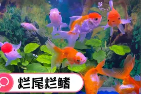 金鱼烂尾烂鳍如何治疗？大多是水质败坏，不用下任何药就可解决视频封面