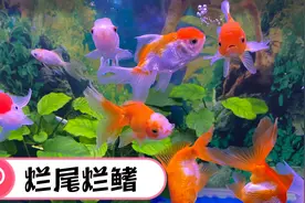 金鱼烂尾烂鳍如何治疗？大多是水质败坏，不用下任何药就可解决视频封面