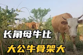 这头长角小母牛骨架比大公牛还大，就是纯放养的牛长得都比较瘦