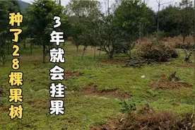 小伙把果地种了28棵果树，3年后就会挂果，到时候就发财啦视频封面