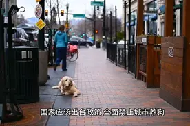 国家应该尽快出台政策，全面禁止城市家庭养狗视频封面