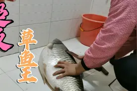 从河里钓上来一条超级草鱼王，处理起来太费劲了，像个小猪崽一样视频封面