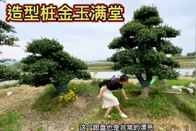 地里发现一片无刺枸骨老桩，冬天不落叶满树结红果，高端绿化树视频封面