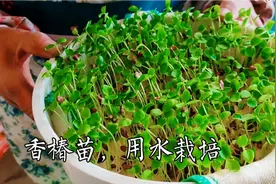 香椿苗你爱吃吗？农村80岁老人教你用水种小香椿，简单又好吃视频封面
