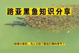 夏季路亚黑鱼知识分享，国内钓乌鱼雷蛙假饵如何选择！