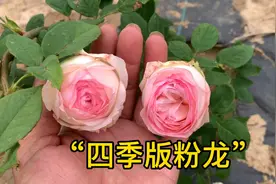 颜值极高的“四季版粉龙”，她来了视频封面
