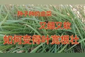 种子种的韭菜，第一茬什么时间割，割后如何管理让下一茬叶宽根壮视频封面