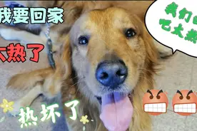 天气太热了，狗狗玩了没一会就主动拉主人回家，这小模样可爱极了视频封面