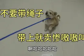 两个月的小土狗第一次戴绳子，带上就疯狂卖惨，一番较量俯首臣服视频封面