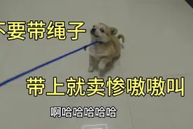 两个月的小土狗第一次戴绳子，带上就疯狂卖惨，一番较量俯首臣服视频封面