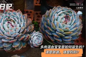 聊聊多肉杂交，混血宝宝是如何诞生的？父本母本是如何划分的呢？视频封面