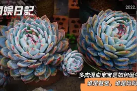 聊聊多肉杂交，混血宝宝是如何诞生的？父本母本是如何划分的呢？视频封面
