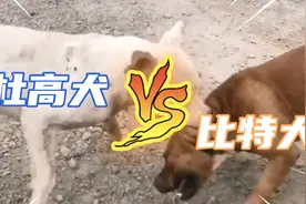 猛犬：杜高犬决斗比特犬，两只经验丰富猛犬决斗！视频封面