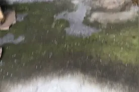 可怕的大虫子视频封面