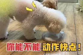 出门回家猫咪在跟主人玩躲猫猫，十五你吃东西别那么绅士行不行！视频封面
