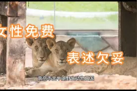 南京一野生动物园“女性免费”被指打击男性 区文旅局：表述欠妥视频封面