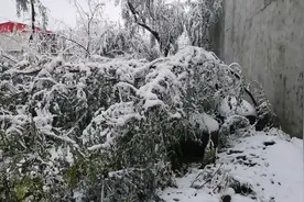 北国风光何其大，欣赏一下小村庄的雪景视频封面