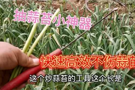 抽蒜苔小神器见过吗？拔的又快又长不伤大蒜，效果真不错