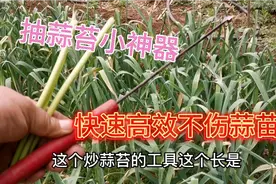 抽蒜苔小神器见过吗？拔的又快又长不伤大蒜，效果真不错视频封面