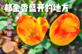 《郁金香盛开的地方》就在青岛胶州植物园，听崔叶华演唱陶醉了视频封面