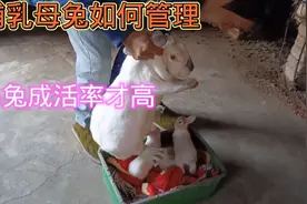 哺乳母兔的平时饲养管理，合理搭配食物提高母兔营养，这样做视频封面
