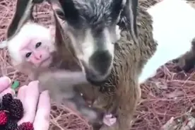 羊妈妈  猴宝宝视频封面