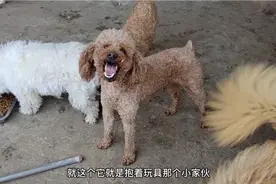 小泰迪被人打怕了，救回来半年多了，还是不信任人类，怎么办？视频封面