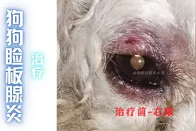 （浙江病例）狗狗眼周红肿、脱毛、破溃的治疗