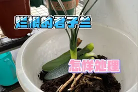 一棵不错君子兰根系腐烂看我怎样处理，下手要恨不留后患视频封面