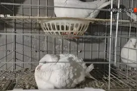 鸽子下了蛋之后为什么会站不起来，是不是缺钙了那