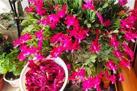 仙人指蟹爪兰的花期已接近尾声，现在该怎么养它呢？花期有多长呢视频封面