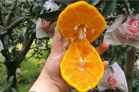 越丑越好吃果果，越大也越好吃，这就是丑八怪柑橘，原名不知火视频封面