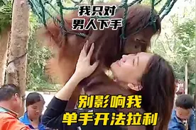 红猩猩抱客人大腿！猩猩：让您感受一下不一样的刺激！