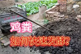 如何快速发酵鸡粪？教你一个农村土办法10天就搞定，赶快学学吧